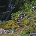 Diaporama - Alaska - Pygargue à tête blanche