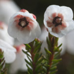 Diaporama - Alaska - Flore et végétation