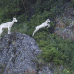 Diaporama - Alaska - Le printemps des mammifères