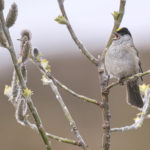 Diaporama - Alaska - Le printemps des oiseaux