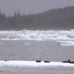 Diaporama - Alaska - Loutre de mer