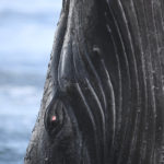 Diaporama - Alaska - Oiseaux et mammifères marins