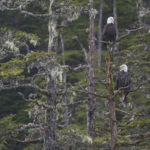 Diaporama - Alaska - Pygargue à tête blanche