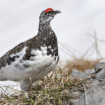 Diaporama - Lagopède alpin
