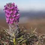 Diaporama - Alaska - Flore et végétation