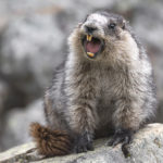 Diaporama - Alaska - Le printemps des mammifères