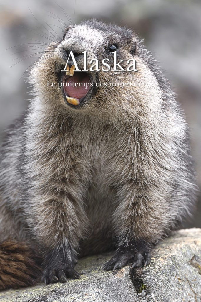 Diaporama - Alaska - Le printemps des mammifères - Couverture