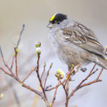 Diaporama - Alaska - Le printemps des oiseaux