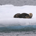 Diaporama - Alaska - Loutre de mer