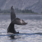 Diaporama - Alaska - Oiseaux et mammifères marins