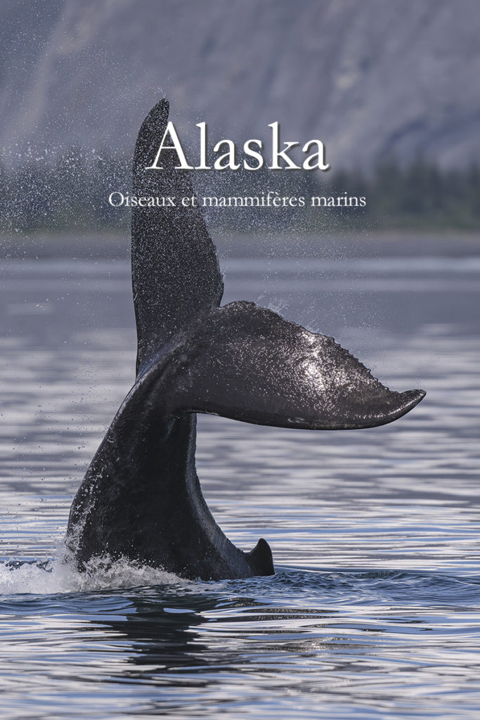 Diaporama - Alaska - Oiseaux et mammifères marins - Couverture