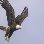 Diaporama - Alaska - Pygargue à tête blanche