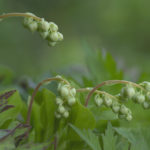 Diaporama - Alaska - Flore et végétation