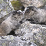 Diaporama - Alaska - Le printemps des mammifères