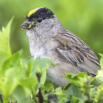 Diaporama - Alaska - Le printemps des oiseaux