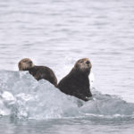 Diaporama - Alaska - Loutre de mer