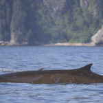 Diaporama - Alaska - Oiseaux et mammifères marins