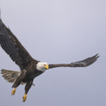 Diaporama - Alaska - Pygargue à tête blanche