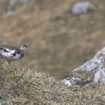 Diaporama - Lagopède alpin