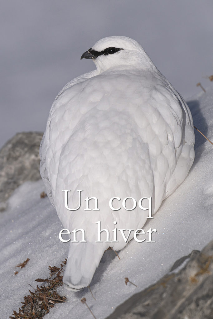 Diaporama - Un coq en hiver - Couverture