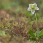 Diaporama - Alaska - Flore et végétation