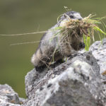 Diaporama - Alaska - Le printemps des mammifères