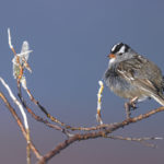 Diaporama - Alaska - Le printemps des oiseaux