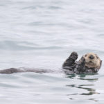Diaporama - Alaska - Loutre de mer