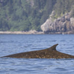 Diaporama - Alaska - Oiseaux et mammifères marins