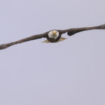 Diaporama - Alaska - Pygargue à tête blanche