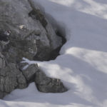 Diaporama - Lagopède alpin