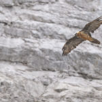 Diaporama - Nos dernières images