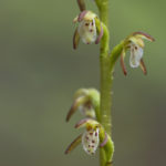 Diaporama - Alaska - Flore et végétation