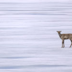 Diaporama - Alaska - Le printemps des mammifères