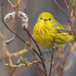 Diaporama - Alaska - Le printemps des oiseaux