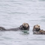 Diaporama - Alaska - Loutre de mer