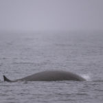 Diaporama - Alaska - Oiseaux et mammifères marins