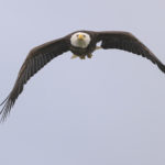 Diaporama - Alaska - Pygargue à tête blanche