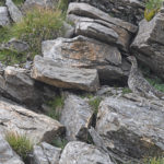 Diaporama - Lagopède alpin