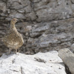 Diaporama - Nos dernières images