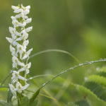 Diaporama - Alaska - Flore et végétation