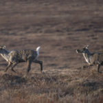 Diaporama - Alaska - Le printemps des mammifères