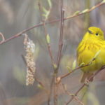 Diaporama - Alaska - Le printemps des oiseaux
