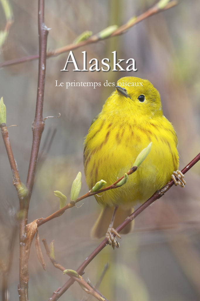 Diaporama - Alaska - Le printemps des oiseaux - Couverture