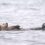 Diaporama - Alaska - Loutre de mer