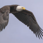 Diaporama - Alaska - Pygargue à tête blanche