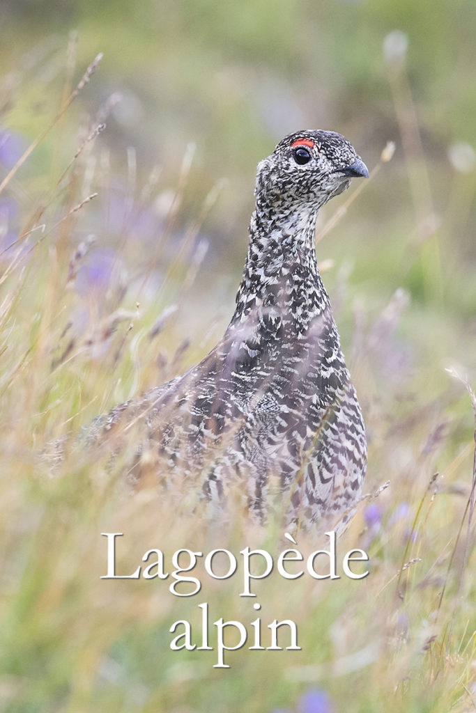 Diaporama - Lagopède alpin - Couverture