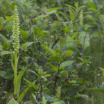 Diaporama - Alaska - Flore et végétation