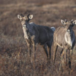 Diaporama - Alaska - Le printemps des mammifères