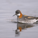 Diaporama - Alaska - Le printemps des oiseaux